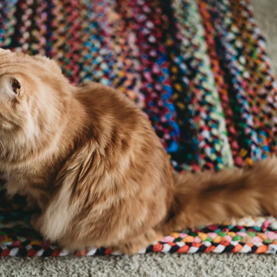 Gatto seduto su un tappeto chiaro