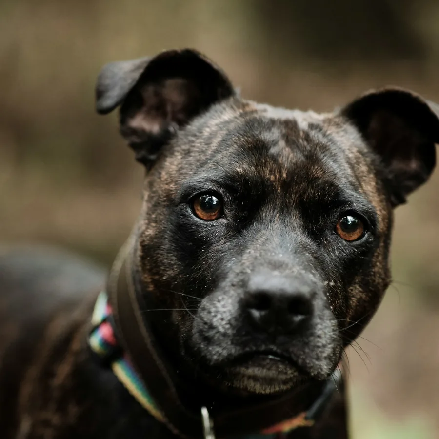 Cane che indossa un collare in primo piano
